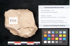 Foto (Objekt + Etikett) von Araucaria sternbergii Goeppert (NHMW-GEO-2024-0188-8284)